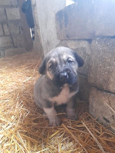 İtlər: Peyvəndli — 10