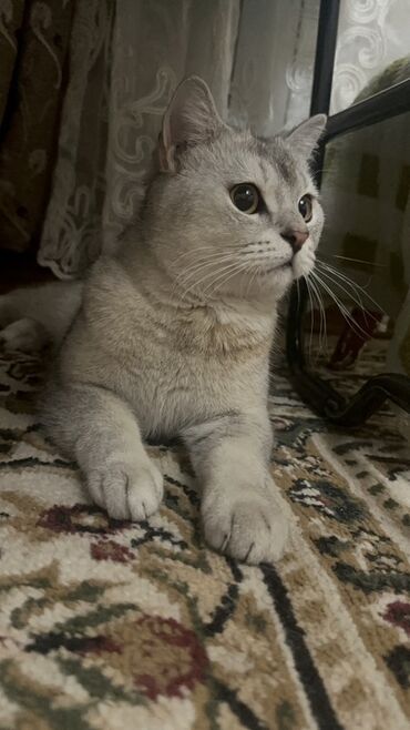 мейн кун бишкек 😺 питомник lyubushka 🐈 купить котенка 🐾 цена фото: Порода: короткошёрстная кошка с серебристым окрасом (тип
