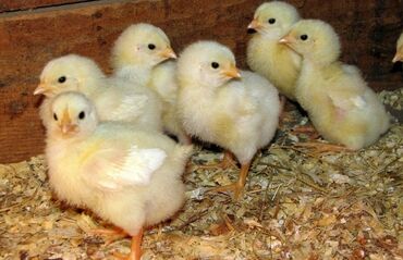 Животные: Продаю | Цыплята | Хай-Лайн Соня Грей | Несушки
