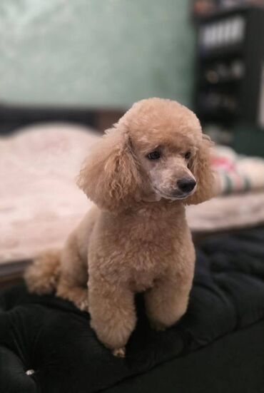 Psi: Pudla, rasa poznata po svojoj visokoj inteligenciji, eleganciji i na lalafo.rs — 13 Psi: Pudla, rasa poznata po svojoj visokoj inteligenciji, eleganciji i — 13