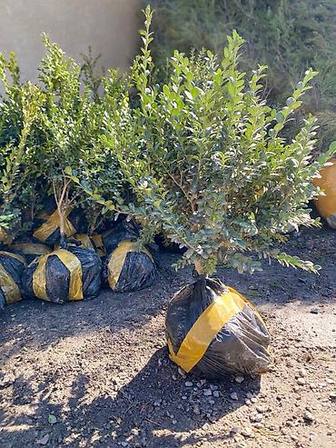 Арча, можжевельник: Ту я можжевельники разной формы ( спираль бонсай, пирамида глобус — 8