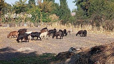 цена пони: Продаю | Коза (самка), Козёл (самец), Козлёнок | Полукровка, Зааненская | На забой, Для разведения, Для молока | Племенные, Осеменитель — 5