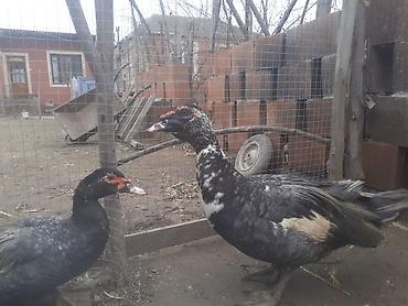 Ördəklər: Erkək, | Macar, Damazlıq, Ünvandan götürmə — 7