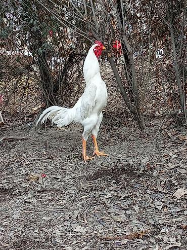 Куры, петухи: Продаю | Петух | Для разведения — 4