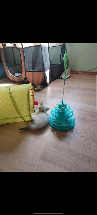 chinchilla kedi: Britan — 3