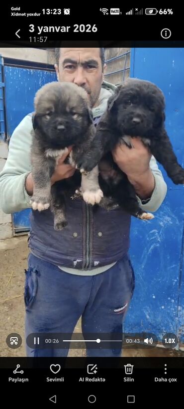 İtlər: Qafqaz çoban iti — 2