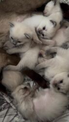 şotlan pişiyi: Сиамская, Самец, Самка