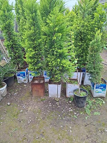 Ağaclar: Ağac, gullerin satişi — 8