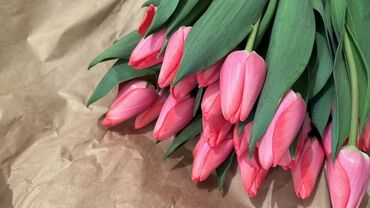 доставка курьером цветов: Семена и саженцы Тюльпанов