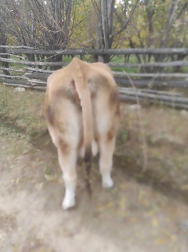 Үй жаныбарлары: Сатам | Уй (ургаачы) | Бордоп семиртүү үчүн, Союуга, Көбөйтүү үчүн — 6