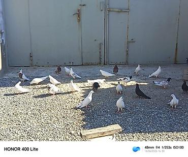 soya yemi: 24 eded heyvandi 5 manatdan satılır ünvan Bine qəsəbəsi zəhmət olmasa — 5