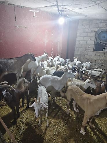 dişi keci: Şəkillərdə təsərrüfatdan qarışıq yaş və rənglərdə keçilər sürüsü — 3