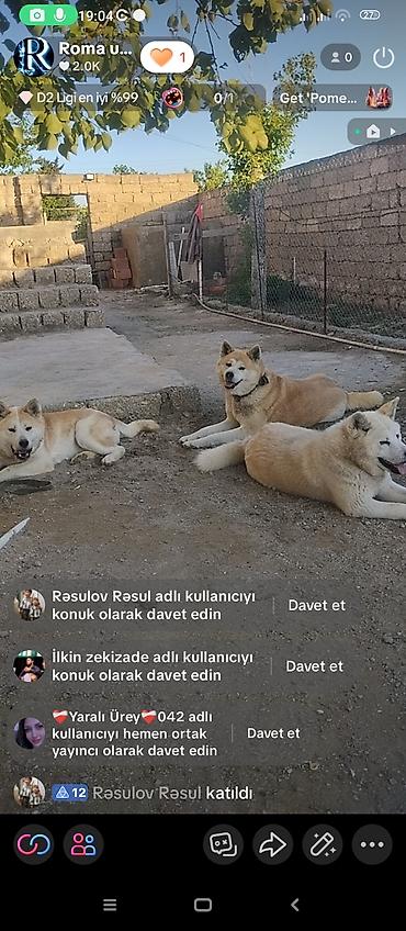 qurd basar iti: Akita-inu, 10 ay, Peyvəndli, Ünvandan götürmə — 1