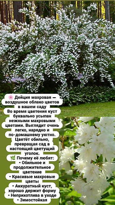 комоды бишкек: Многолетние кустарники,цветы для сада. Бишкек — 5
