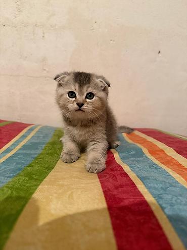 şınşıla: Şinşilla, Dişi — 1