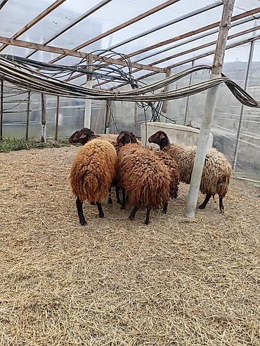 Qoyunlar, qoçlar: Dişi, Qala, il: 1, 50 kq, Damazlıq, Ünvandan götürmə — 4