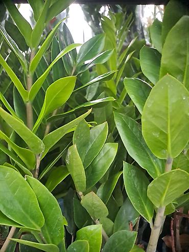 Ostale kućne biljke: Yucca, Drvo Zivota, 140 centimetara visina, dva stabla iz saksije sa — 11