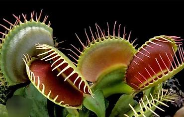 хищные растения: ДЕТКИ Венериной мухоловки (Dionaea muscipula) — хищное комнатное — 1