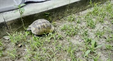 Bağ evlərinin satışı: Sumqayıt, 150 kv. m, 5 otaqlı, Hovuzlu, Kanalizasiya, Qaz, Su — 4