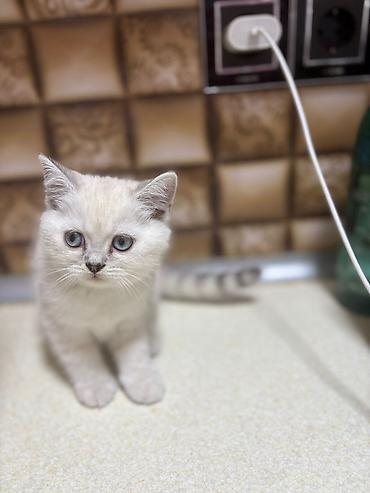 Pişiklər: Britan — 3