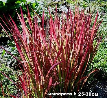 Другие садовые цветы и кустарники: Садовые растения - кустарники ( вейгела пестролистная, рябинник — 2