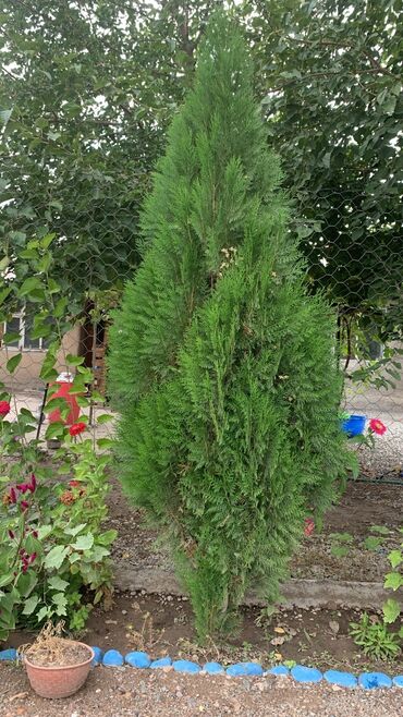 отургучтар бу: Туя западная (колоновидная форма) для озеленения участка. - Высота