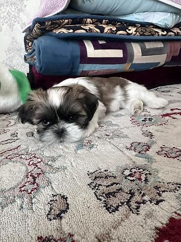 сколько стоит йоркширский терьер: 🐶🤍 Милая пушистая малышка ищет любящую семью! Нежная, очаровательная — 5
