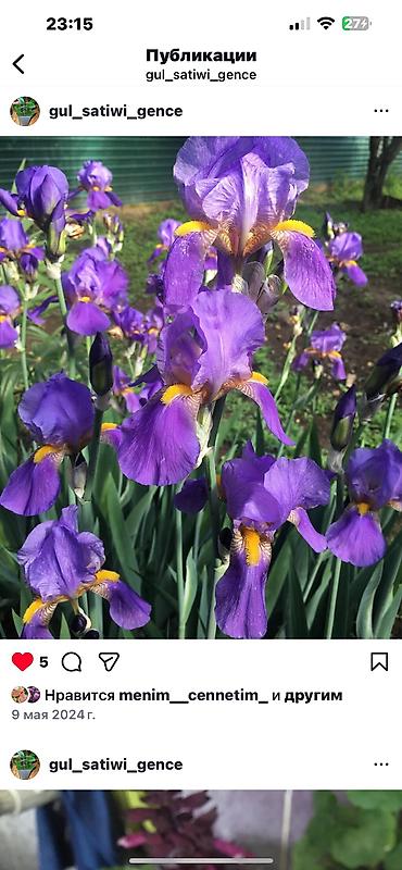 Otaq bitkiləri: Her cure guler var veregliyin baxin ancag xanimlara satiş olur Gencedi — 26