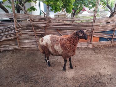 əmlik quzu: Erkək, il: 1, 45 kq, Ətlik, Ünvandan götürmə