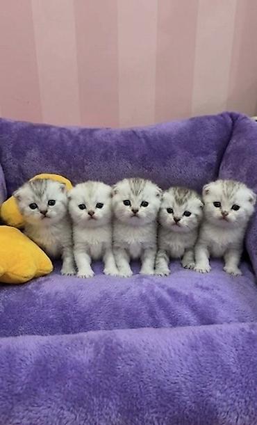 Pişiklər: Şotland, Erkək, Dişi — 1