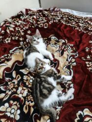 Pişiklər: Türk anqora, Dişi, Yaxşı əllərə, Ünvandan götürmə -da lalafo.az — 24 Pişiklər: Türk anqora, Dişi, Yaxşı əllərə, Ünvandan götürmə — 24