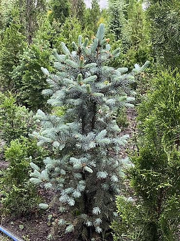 Ель: Продаются голубые/зеленые/тянь-шанские ели 🌲 Выращиваем сами, со всей — 14