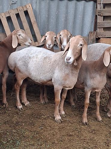 Продам с/х животных: Продаю | Овца (самка) | Для разведения | Матка — 3