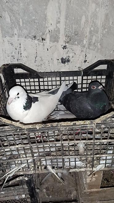 Göyərçinlər: Sabah. 12 dənə drakonlardı 5cüt 2ədəddə cüt olmayan 1ağ. 1 göy — 13