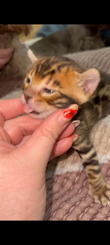 Продажа кошек: Бенгальская, 1 месяц, Мальчик, Шоколадный, Приучена к лотку, Проглистована, С документами — 5