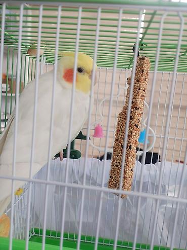 Digər quşlar: Corella rucnoydu tecili satilir — 1