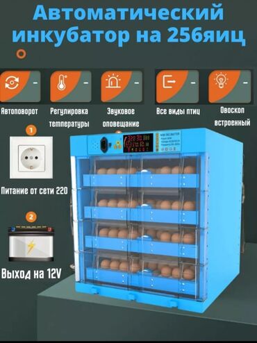 собака доберман сколько стоит: Инкубаторы жаңы китайский качество жакшы полный афтомат 12 вольт менен