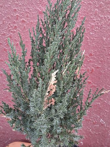 təbii yolka ağacı: Saksıda ardıc (Juniperus) dekorativ iynəyarpaq bitki - Növ: ardıc — 2