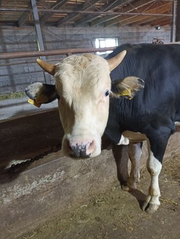 корм для корова: Продаю | Бык (самец) | Алатауская