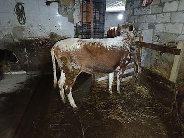 Mal-qara: Dişi, il: 1, 550 kq, Ətlik, Ünvandan götürmə, Ödənişli çatdırılma — 2