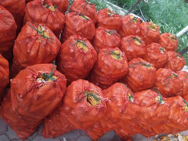 маленькие котята даром: Продается кукуруза для корма животных только оптом уже готовая