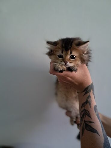 скоттиш страйт шотландская прямоухая кошка: Скотиш Страйт (Шотландская прямоухая), 3 месяца, Девочка, Приучена к лотку, Проглистована, С прививками