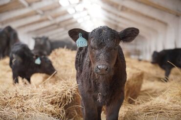 купить домик для кошки недорого: Сатам | Уй (ургаачы), Бука (эркек), Кунаажын | Бордоп семиртүү үчүн, Союуга, Көбөйтүү үчүн | Асыл тукумдуу