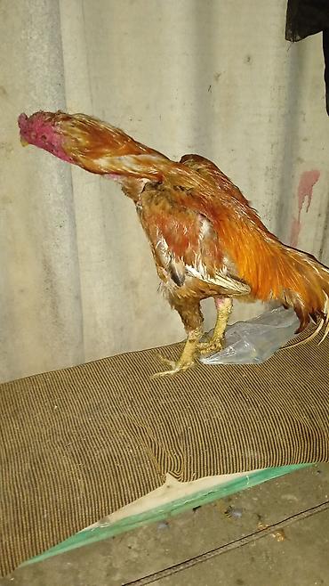 barter xoruz: Xoruz, Ağdam, il: 2, Ünvandan götürmə — 3