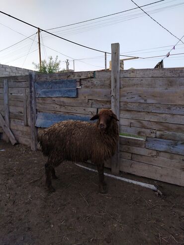 Quzu: Quzu, Erkək, Qala, ay: 1, 29 kq, Ətlik, Damazlıq, Ünvandan götürmə — 6