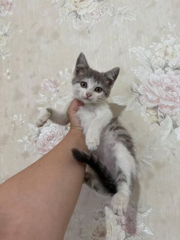 Pişiklər: Amerikan Shorthair, Dişi, Yaxşı əllərə — 2