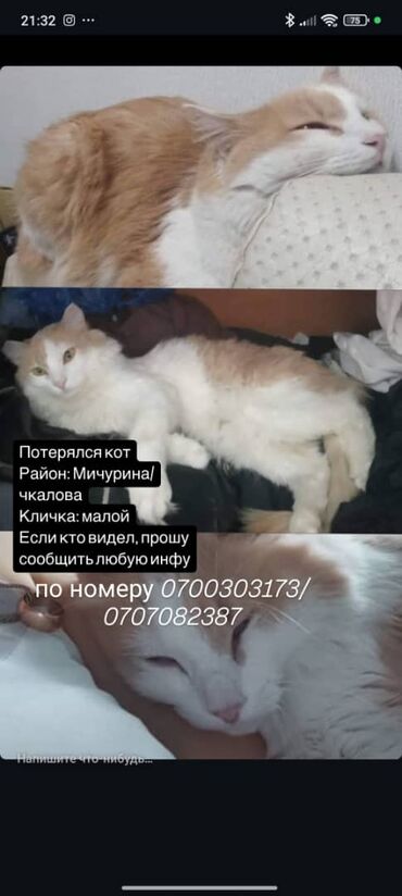 британская короткошерстная кошка золотая шиншилла: Пропал кот!Раньше жил в квартире !!!Этот район не знает!!! Помогите