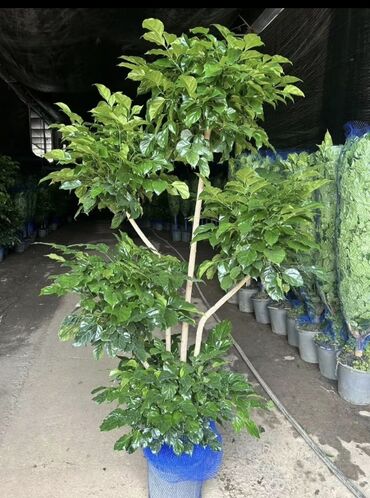 Другие комнатные растения: Пальмы,ДраценыКофейные деревья, и тд. Растения для интерьера — 12