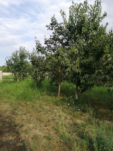 Torpaq sahələrinin satışı: 12 sot, Tikinti, Mülkiyyətçi, Kupça (Çıxarış) -da lalafo.az — 11 Torpaq sahələrinin satışı: 12 sot, Tikinti, Mülkiyyətçi, Kupça (Çıxarış) — 11