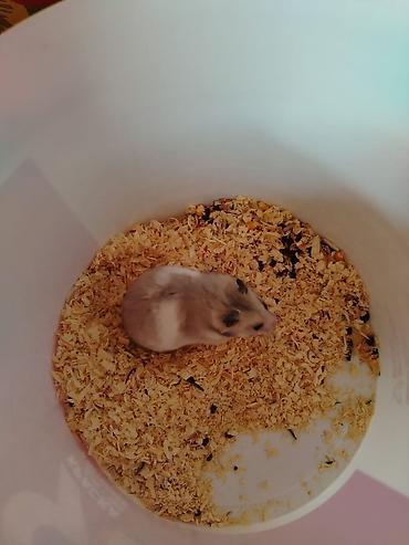akvarium altlığı: Dovşancıq xamyaklar – balalar və valideyn xamyaklarla birgə komplekt — 2